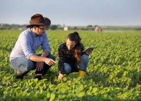 Two farmers squatting in soybean field and checking plant quality