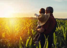 Happy family in corn field. Family standing in corn field an looking at sun rise