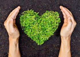 hands holding green heart shaped tree / tree arranged in a heart shape / love nature / save the world / heal the world / environmental preservation