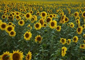 sunflowers-4386505__340